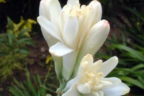 晚香玉花圖片大全 晚香玉花花語及寓意