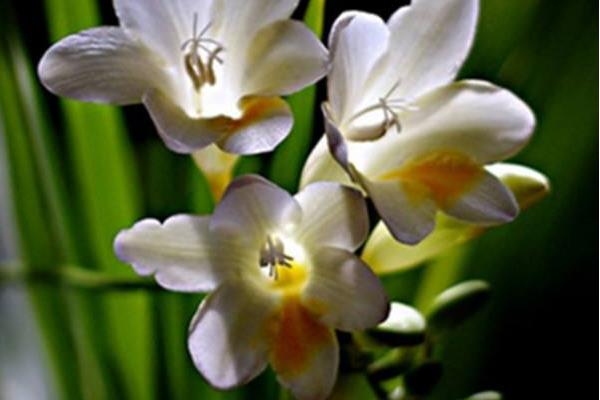 晚香玉花圖片大全 晚香玉花花語及寓意