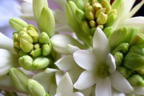 晚香玉花圖片大全 晚香玉花花語及寓意