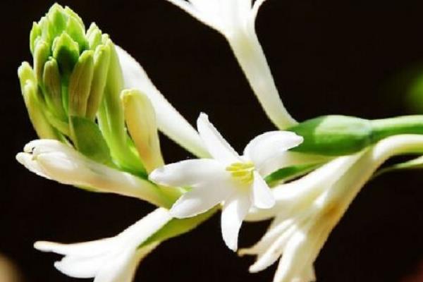 晚香玉花圖片大全 晚香玉花花語及寓意