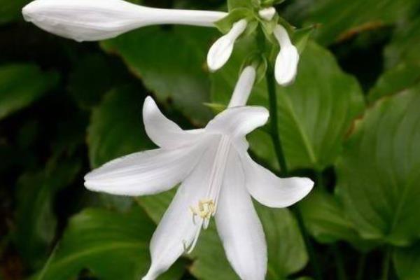 晚香玉花圖片大全 晚香玉花花語及寓意