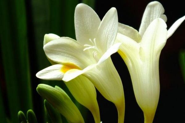 晚香玉花圖片大全 晚香玉花花語及寓意