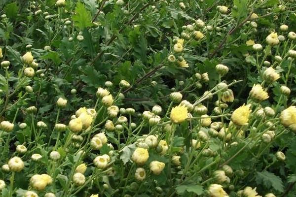 菊花苗市場價格多少錢一棵  菊花苗怎么種