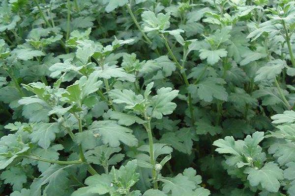 菊花苗市場價格多少錢一棵 菊花苗怎么種