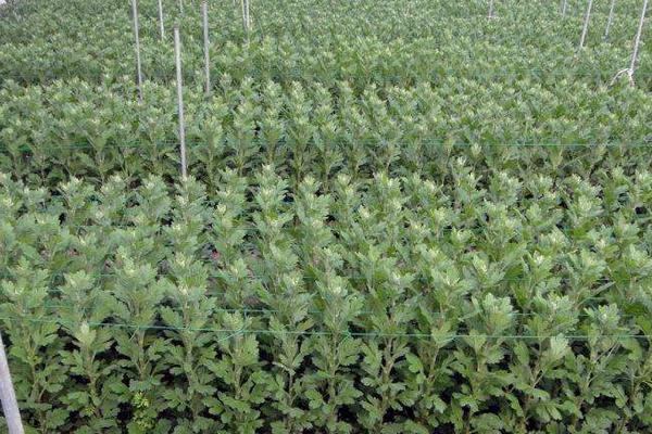 菊花苗市場價格多少錢一棵 菊花苗怎么種