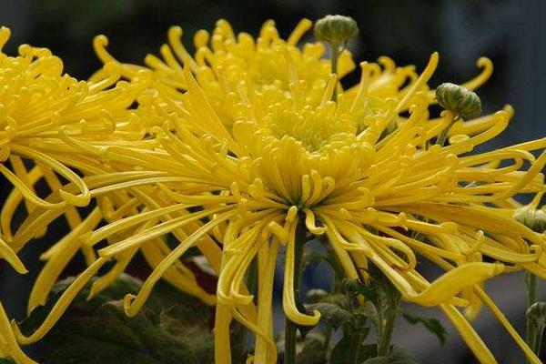 菊花苗市場價格多少錢一棵 菊花苗怎么種