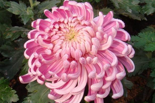 菊花苗市場價格多少錢一棵 菊花苗怎么種