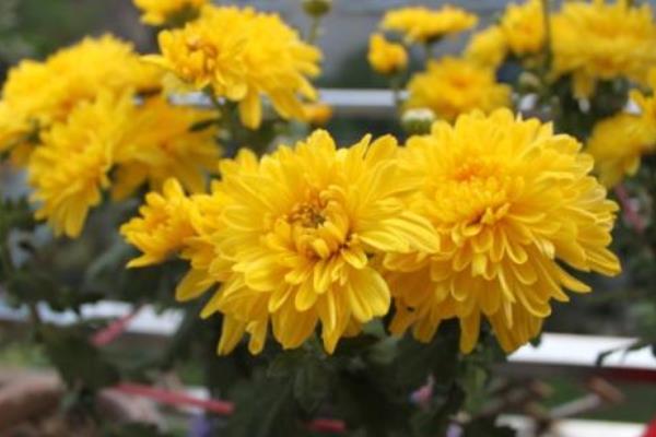 菊花苗市場價格多少錢一棵 菊花苗怎么種