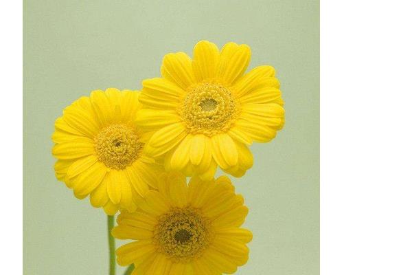 菊花和金銀花的區(qū)別是什么 菊花和金銀花可以一起泡水喝嗎