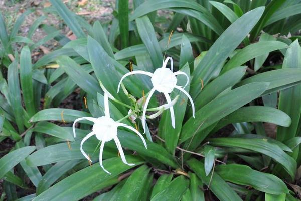 水鬼蕉有毒嗎 水鬼蕉能放在室內臥室嗎