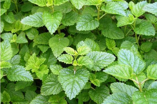 檸檬薄荷和普通薄荷的區別是什么  薄荷的種類