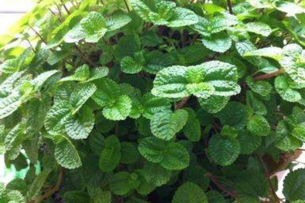 薄荷種子種植方法 薄荷種子多久發(fā)芽