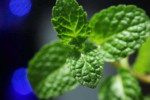 薄荷種子市場價格多少錢一斤  薄荷的品種分類