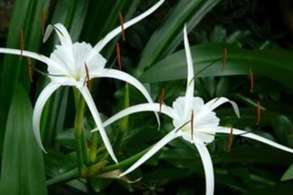 水鬼蕉有毒嗎 水鬼蕉能放在室內(nèi)臥室嗎