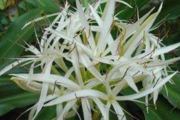 水鬼蕉有毒嗎 水鬼蕉能放在室內(nèi)臥室嗎