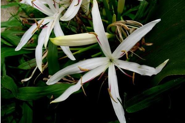 水鬼蕉有毒嗎 水鬼蕉能放在室內(nèi)臥室嗎