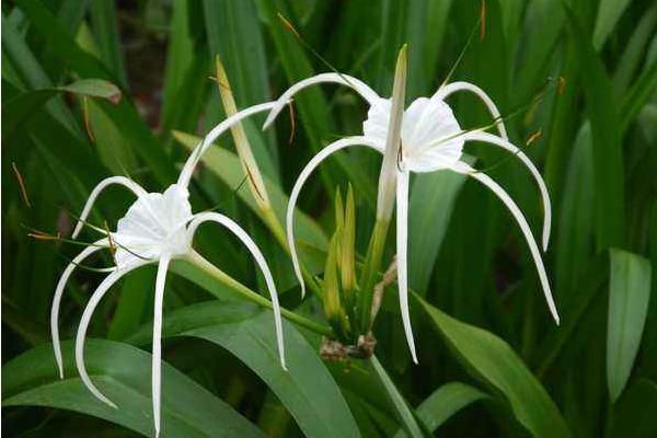 水鬼蕉有毒嗎 水鬼蕉能放在室內(nèi)臥室嗎