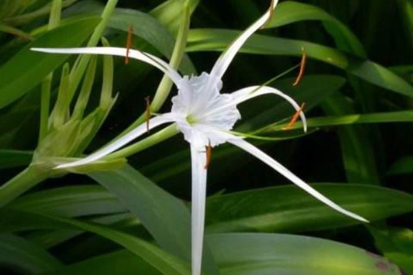 水鬼蕉有毒嗎 水鬼蕉能放在室內(nèi)臥室嗎