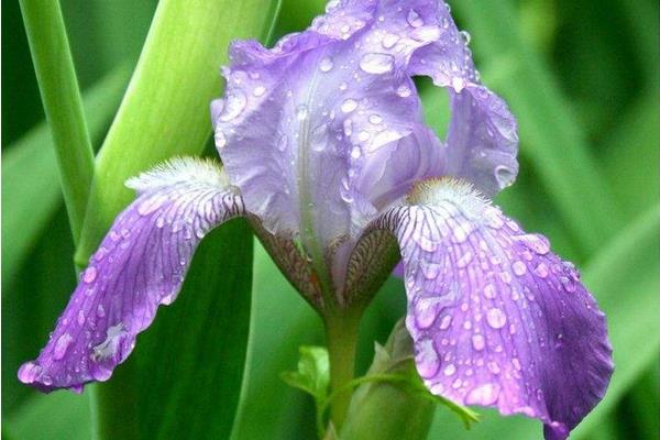 鳶尾花圖片大全 鳶尾花語及寓意 鳶尾有哪些品種