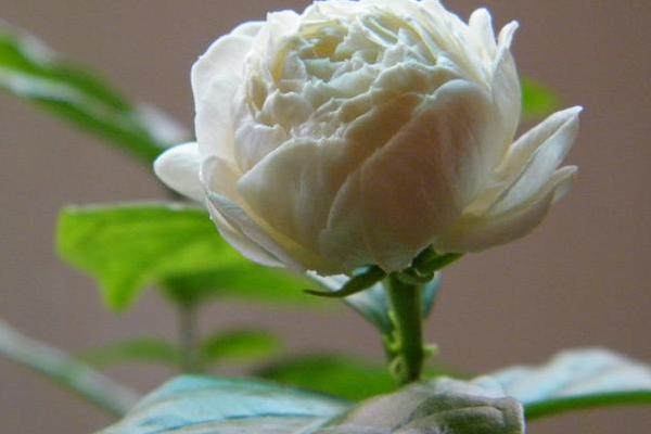 茉莉花一年開幾次花 怎么讓茉莉花多開花