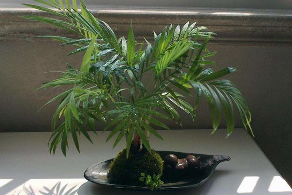 鳳尾竹怎么澆水（多久澆一次）鳳尾竹怎么修剪