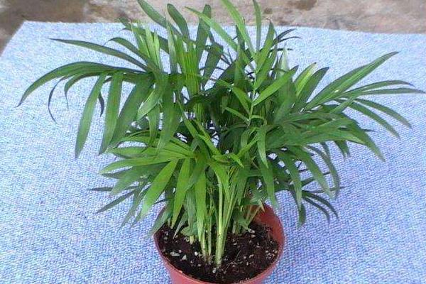 袖珍椰子葉子發黃怎么辦  袖珍椰子怎么施肥