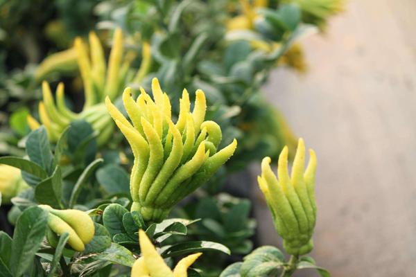 佛手和佛手瓜的區(qū)別是什么 佛手有什么作用