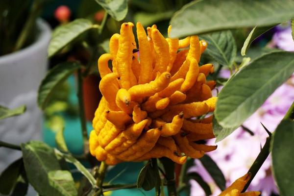 佛手和佛手瓜的區(qū)別是什么 佛手有什么作用