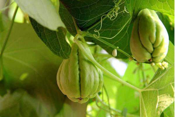 佛手和佛手瓜的區(qū)別是什么 佛手有什么作用