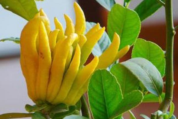 佛手和佛手瓜的區(qū)別是什么 佛手有什么作用