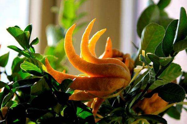 佛手和佛手瓜的區(qū)別是什么 佛手有什么作用