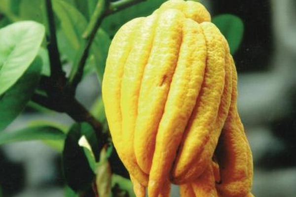 佛手和佛手瓜的區(qū)別是什么 佛手有什么作用