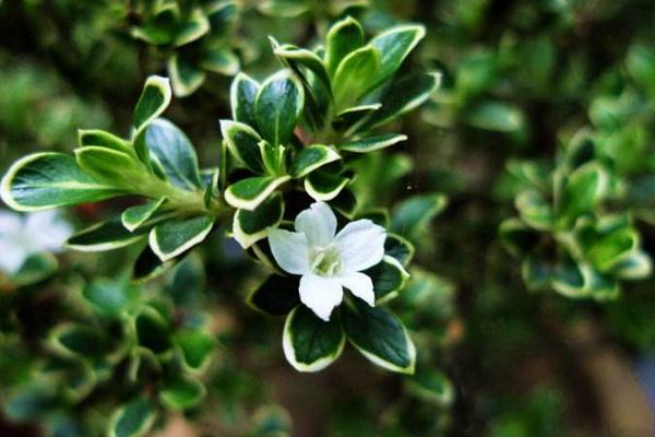 家庭養六月雪盆景好嗎 六月雪盆景對風水的作用