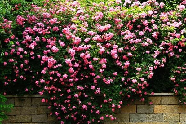 家庭盆栽薔薇花怎么養 薔薇花盆栽怎么澆水