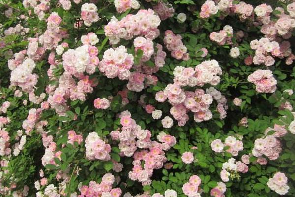 薔薇花怎么牽引爬墻 薔薇花幾年能爬滿墻