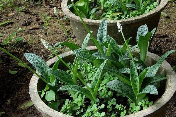 油點百合怎么養(yǎng) 油點百合養(yǎng)殖方法與注意事項