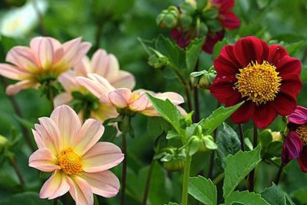 小麗花種子怎么種 小麗花什么時候開花