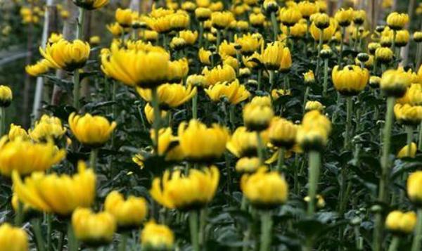 菊花種子什么時候播種 菊花種子的播種方法