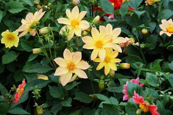 小麗花和大麗花的區別是什么 小麗花怎么繁殖