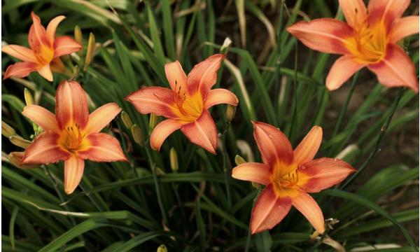萱草花功效與作用 萱草藥用價值