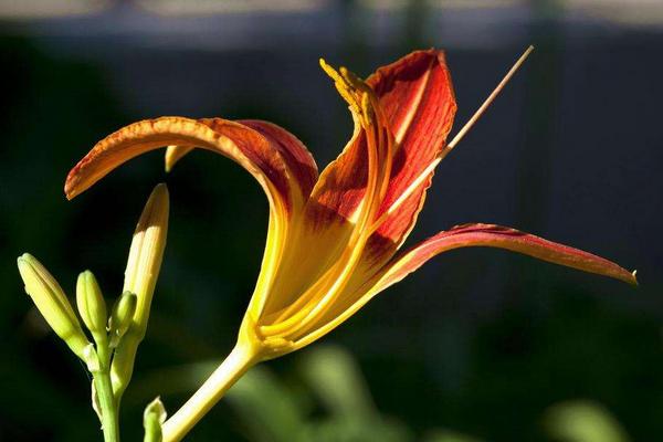 萱草花功效與作用 萱草藥用價值