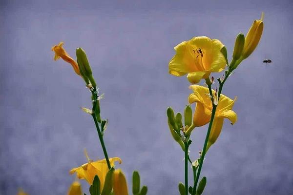 萱草花功效與作用 萱草藥用價值