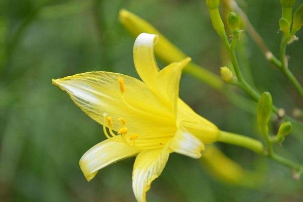 萱草花功效與作用 萱草藥用價值