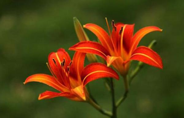 萱草花功效與作用 萱草藥用價值