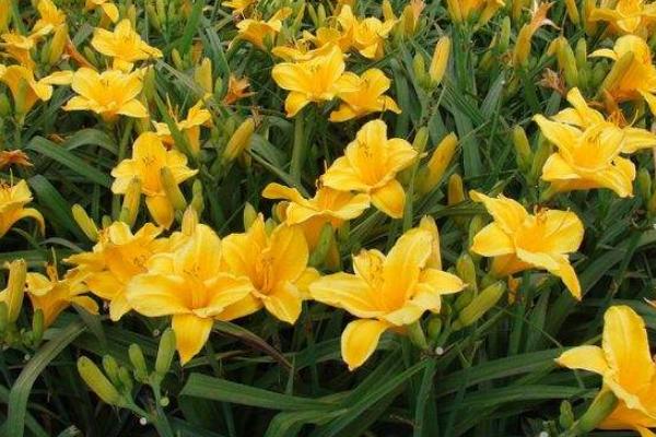 萱草花功效與作用 萱草藥用價值