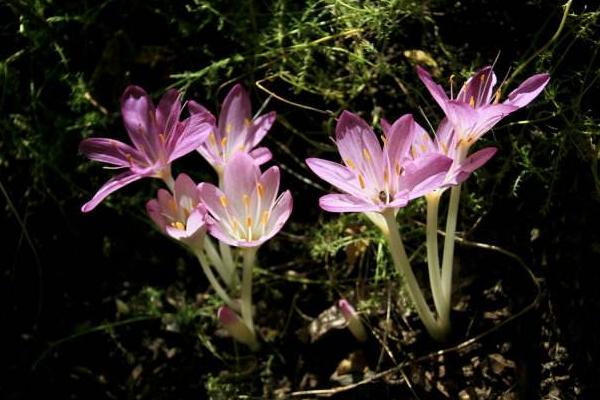 秋水仙和洋水仙的區別是什么 秋水仙的功效與作用