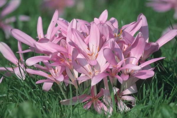 秋水仙和洋水仙的區別是什么 秋水仙的功效與作用