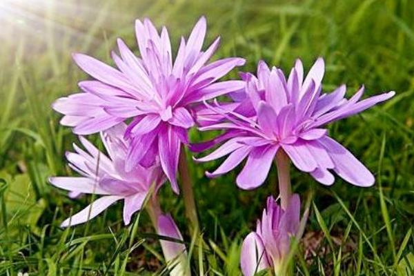 秋水仙和洋水仙的區別是什么 秋水仙的功效與作用