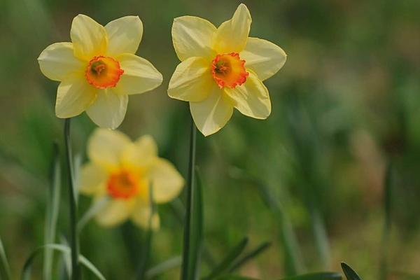 秋水仙和洋水仙的區別是什么 秋水仙的功效與作用