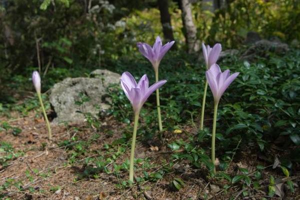 秋水仙和洋水仙的區別是什么 秋水仙的功效與作用